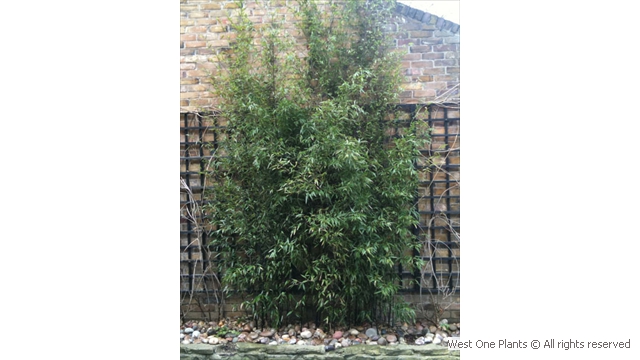 Planting Black Bamboo in Islington